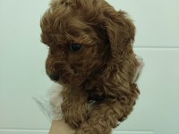 Red kore toy poodle bebekler