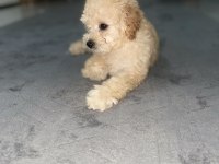 Maltipoo 3 aylik dişi