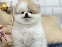 2 Aylık Dişi-Erkek Pomeranian Boo Yavrularımız