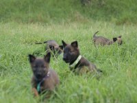 Mükemmel kan hattı ırk garantili şecereli malinois yavrular