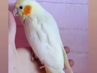 Full evcil eğitimli sultan papağanı bebekleri