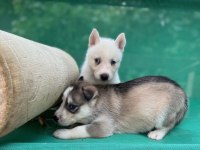 Sibirya Kurdu (Husky) Yavrularımız