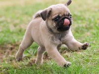 Safkan pug bebeklerim ev ortamı