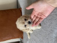 Maltipoo yavrular