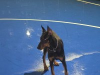 6 aylık doberman