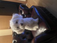 EĞİTİMLERİ AŞILARI TAM ORJİNAL MALTESE (4kg)
