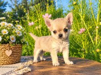 MİKRO TEACUP BOY XXSMALL MÜKEMMEL ERKEK YAVRU ŞİVAVA