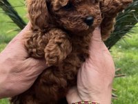 Toy poodle yavrularımız