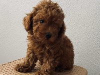 Red Brown poodle yavrularim ev üretimi