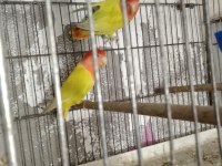 Cennet sevda papağanı mevcuttur
