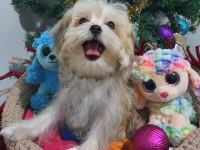 Kore Kanı Teacup Morkie Yavrularımız