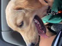 Orjinal golden retriever yavrusu