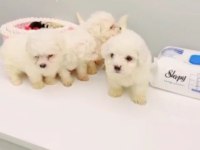 2 aylık maltipoo yavrularımız