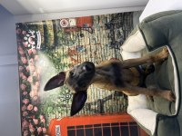 Belçika kurdu dişi yavrumuz @petclubadanaa