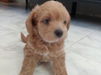 Dişi ve erkek mevcuttur maltipoo