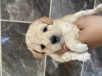 Orjinal bebek yüzlü maltipoo bebekler