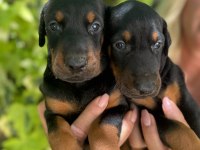 Doberman Yavrularımız