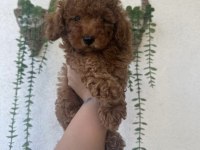 Toy Poodle Yavruları
