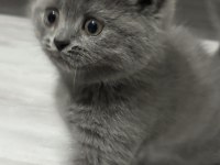 Dişi yavru british shorthair