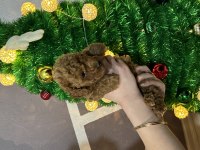 50 günlük toy poodle