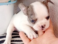 Oyuncu miniş bulldog