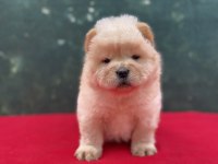 Chow chow yavrularımız yeni ailesini bekliyor