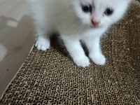 8 Haziran doğumlu erkek british longhair