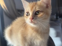 Golden Ny12 British Shorthair