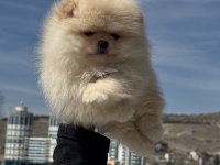 Show kalite pomeranian boo yavrularımız