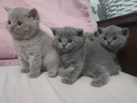 British Shorthair Yavrular