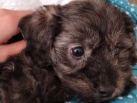2 aylık maltipoo