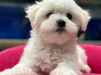Kar beyaz maltese