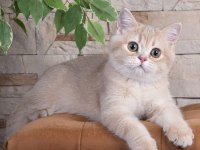 British Shorthair Lilac Gold Dişi Yavru