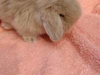 Hollanda teddy lop tavşanımız