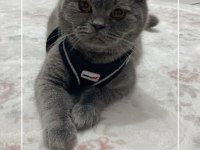 Erkek 1 yaş british shorthair