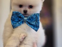 Teacup pomeranian boo dişi erkek yavrular