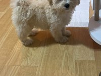 4 Aylık Güzeller Güzeli Minik Dişi Maltipoo