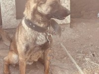 Belçika kurdu köpeğimiz