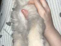 2 buçuk aylık british longhair erkek yavrum