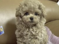 Toy Poodle Cins Yavru