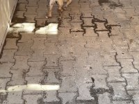 1 erkek 5 dişi damızlık pug köpekler