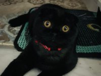 Scottish fold yavrular