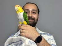 Maskot Dans eden Evcil Oyuncu Caique Papağanı