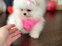 MİNİ BOY AYICIK PRENSES POMERANİAN