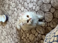 4 aylık chinchilla bebeğimize yuva