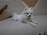 Pomeranian spitz köpeğimiz