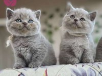 Show kalite WC eğitimli son gri british shorthair bebekler