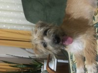 Ücretsiz sahiplendirilecek dişi kromforhlander köpeğimiz