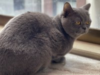 British shorthair 18 aylık erkek