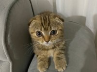 2 Aylık Şirin Kızlar Scottish Fold